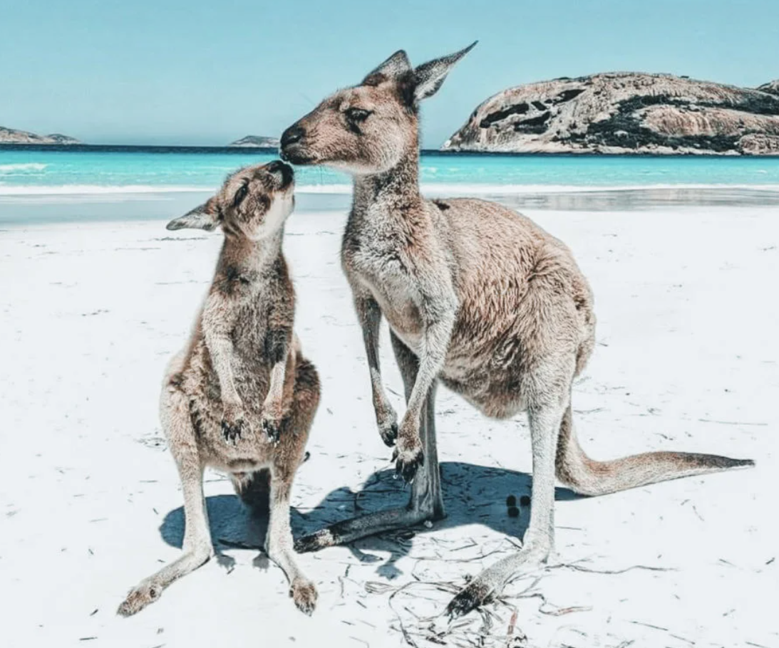 Viaje en grupo a Australia en Navidad 2027