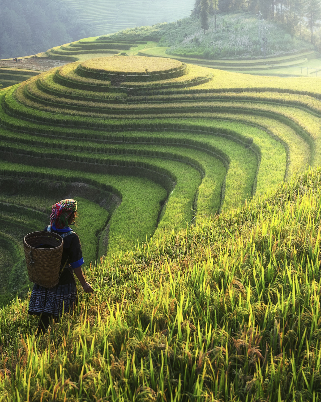 Viaje a Vietnam del 20 de febrero al 7 de marzo de 2027